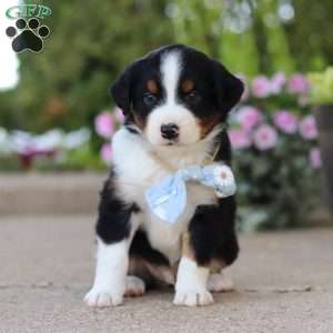 Frankie, Miniature Australian Shepherd Puppy